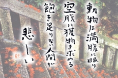 千光寺 ポストカード 参道石段紅染